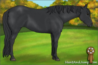 Horse Color:Black Rabicano