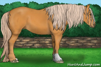 Horse Color:Chocolate Palomino 