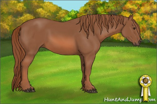 Horse Color: Liver Chestnut 