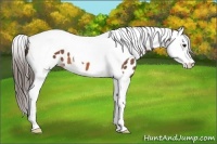 Horse Color:Bay Splash Tobiano Near Leopard 
