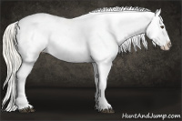 Horse Color:Palomino Appaloosa