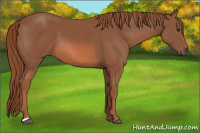 Horse Color:Unknown 