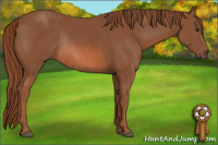 Horse Color:Chestnut Rabicano 
