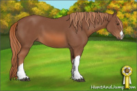 Horse Color:Liver Chestnut 