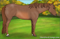 Horse Color:Liver Red Roan 