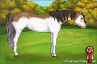 Horse Color:Bay Splash Frame