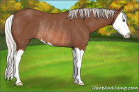 Horse Color:Silver Bay Splash Rabicano 