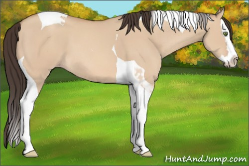 Horse Color: Amber Champagne Dun Splash Tobiano 