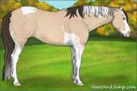 Horse Color:Amber Champagne Dun Splash Tobiano 