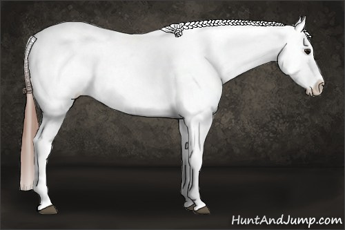 Horse Color: Bay Blanket 