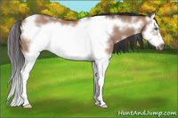 Horse Color:White Spotted Bay Dun Splash Frame 