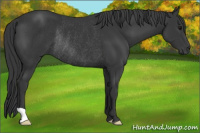 Horse Color:Black Rabicano
