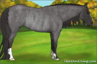 Horse Color:Smoky Blue Roan Rabicano 