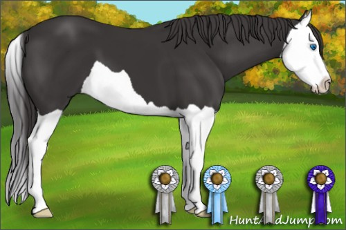 Horse Color: Smoky Black Splash 