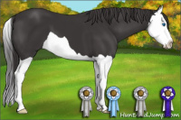 Horse Color:Smoky Black Splash