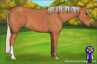 Horse Color:Silver Bay Roan 