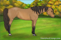 Horse Color:Buckskin Roan 