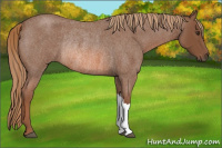 Horse Color:Red Roan Rabicano 