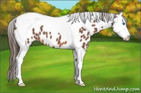 Horse Color:Bay Splash Tobiano Near Leopard 