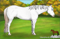 Horse Color:Bay Pearl Sabino Splash 