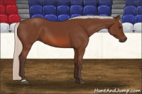 Horse Color:Silver Bay 