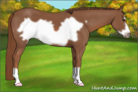 Horse Color:Liver Chestnut Frame 