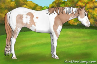 Horse Color:Chestnut Splash Tobiano