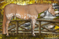 Horse Color:Red Dun Splash Brindle