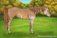 Horse Color:Red Dun Splash  Brindle