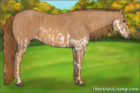 Horse Color:Red Dun Splash Brindle