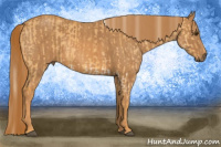 Horse Color:Palomino Dun Splash Brindle