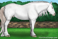 Horse Color:Liver Chestnut Appaloosa 