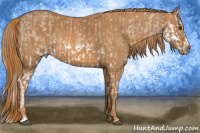 Horse Color:Red Dun Splash Brindle