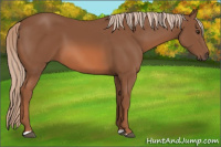 Horse Color:Liver Chestnut 