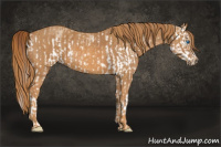 Horse Color:Red Dun Splash  Brindle