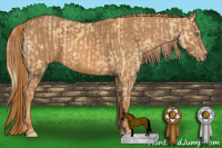 Horse Color:Gold Cream Champagne Dun Splash  Brindle