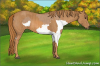Horse Color:Red Dun Splash Brindle