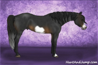 Horse Color:Gray Buckskin Roan Frame 