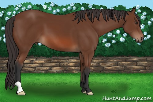 Horse Color: Bay 
