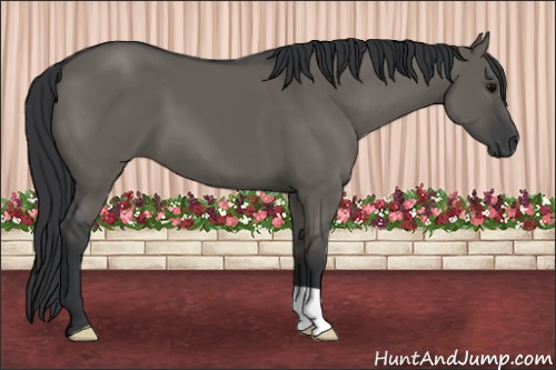 Horse Color: Brown Dun 