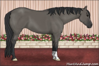 Horse Color:Brown Dun