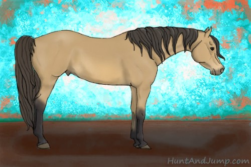 Horse Color: Buckskin 