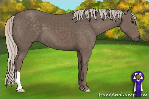 Horse Color: Unknown 