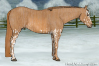 Horse Color:Red Dun Splash  Brindle