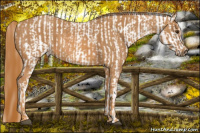 Horse Color:Red Dun Splash Appaloosa  Brindle