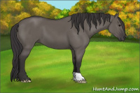 Horse Color:Smoky Grullo 