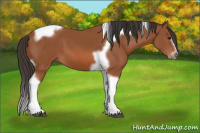 Horse Color:Bay Splash Tobiano Frame 