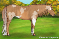 Horse Color:Red Dun Splash Brindle