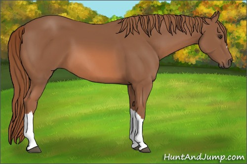 Horse Color: Chestnut 