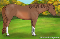 Horse Color:Chestnut 